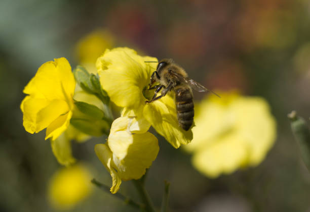 A honey bee pollinating a yellow flower extreme close up shot.