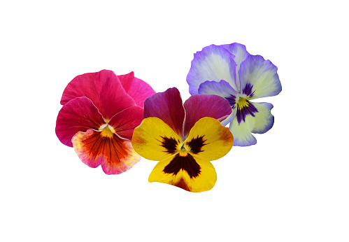 Studio Shot of colorful and White Colored Pansy Isolated on White Background.