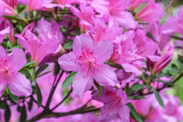 istock Pink spring background of azalea flower 1313895166