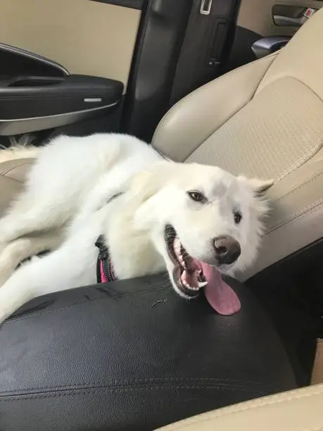Photo of Happy Samoyed Puppy with tounge out laying in a car seat looking at the camera