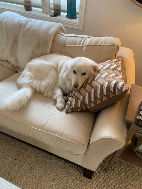 istock White puppy dog (Samoyed) curled up and sleeping on the sofa 1313897591