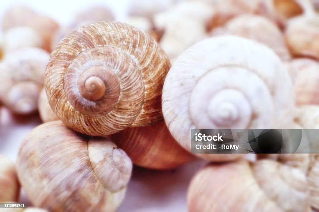 Snail Anmal Shells Snail Shells Stock Photo - Download Image Now - Abandoned, Animal ...