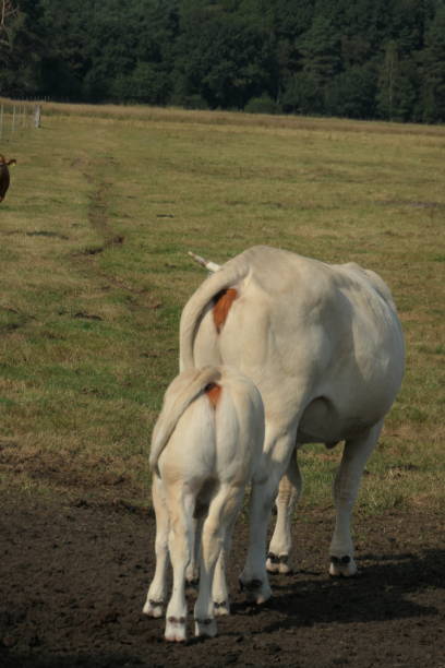 istock A white cow with her calf standing behind each other, seen from behind. 1313898852