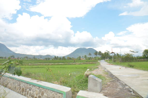 istock rice field landscape with beautiful nature 1313899629