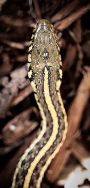 Photo of Garter Snake