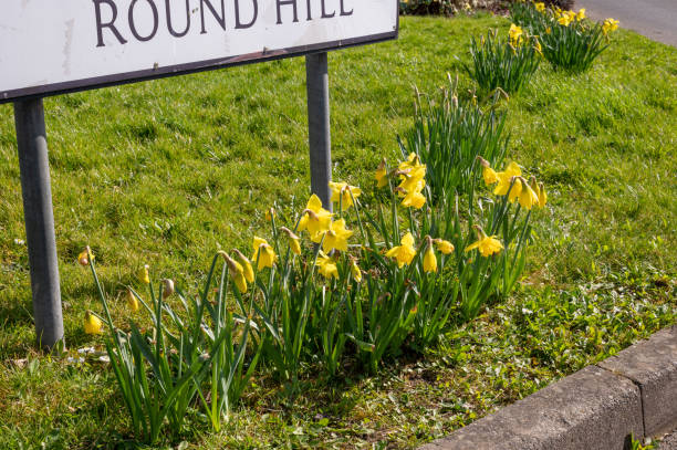 istock Daffodils growing underneath a street sign 1313900163