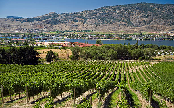 osoyoos オカナガンのブドウ園で - lake osoyoos ストックフォトと画像