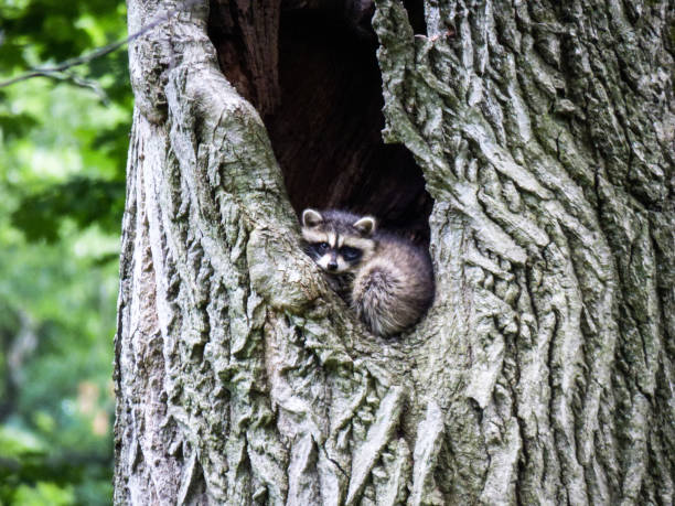 istock Little Baby Racoon 1313900598