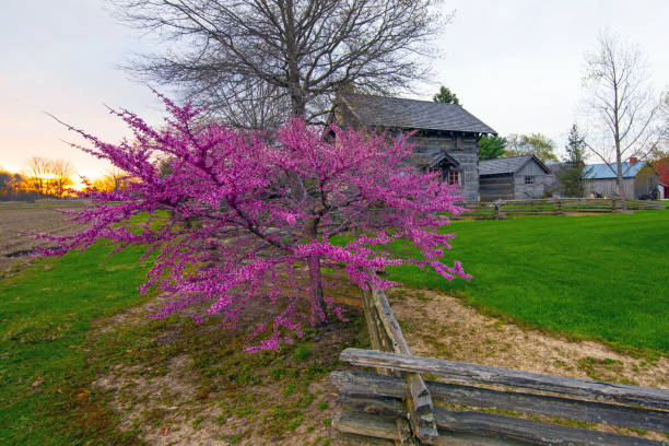 istock Young Redbud Tree along a split rail fence-Howard County, Indiana 1313902087