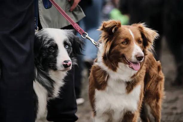 Russia, Krasnodar April 18, 2021-Dog show of all breeds. Border Collie breeding show at the dog show. Two border collies blue merle with different eyes and red one with a white spot and brown eyes.
