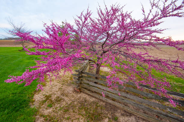 istock Redbud Tree in full bloom along a rail fence-Howard County, Indiana 1313902845