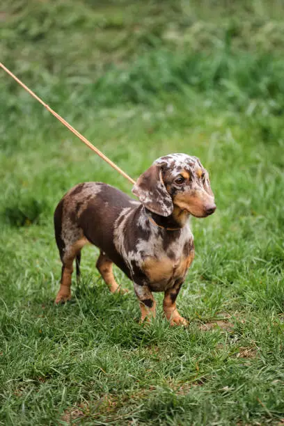Russia, Krasnodar April 18, 2021-Dog show of all breeds. Walk with dachshund dog on green grass in park. Miniature dachshund puppy of brown marble color stands on a leash and looks carefully ahead.