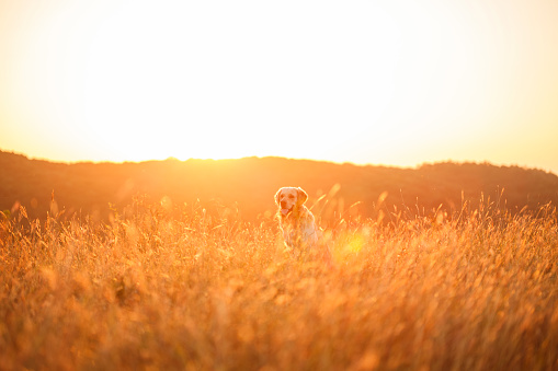 Wide shot of happy golden retriever enjoying warm summer sunshine in the meadow.