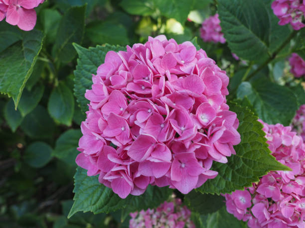 istock pink hortensia (Hydrangea) flower 1313903201