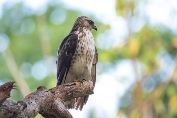 istock A juvenile Broad-winged Hawk perching on branch in the forest. 1313903360