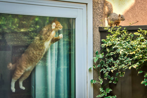 Shot from outside an orange cat pushing against a sliding glass door looking at a squirrel on a fence.