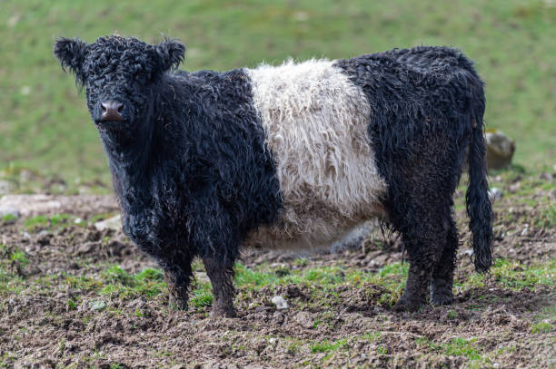 istock Young belted Galloway cow 1313904091