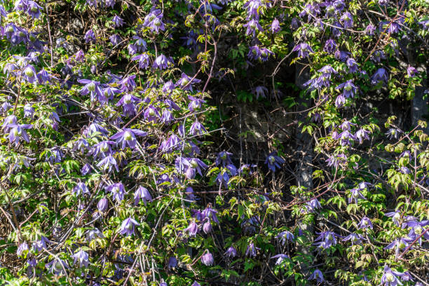 Alpine Clematis. The bell-shaped blue flowers of the Alpine Clematis, Alpine Clematis. The bell-shaped blue flowers of the Alpine Clematis, a climbing plant that blooms in April/ May each year. clematis alpina stock pictures, royalty-free photos & images