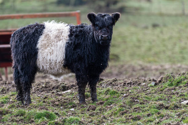 istock One young belted Galloway cow 1313904218