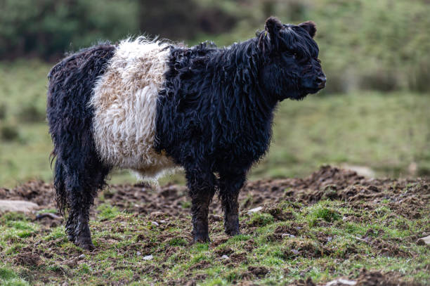 istock Belted Galloway cow standing in a field 1313904236