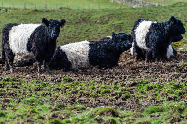 istock Group of Belted Galloway cattle in a field 1313904286