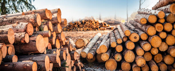 istock Log spruce trunks pile. Sawn trees from the forest. Logging timber wood industry. Cut trees along a road prepared for removal. Panorama 1313904454