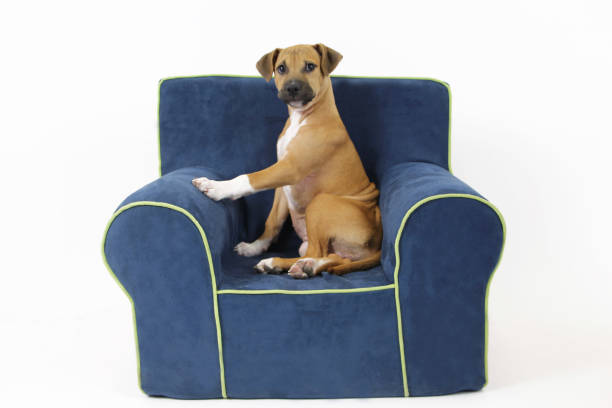 istock Dog sitting on chair with paw out 1313904844