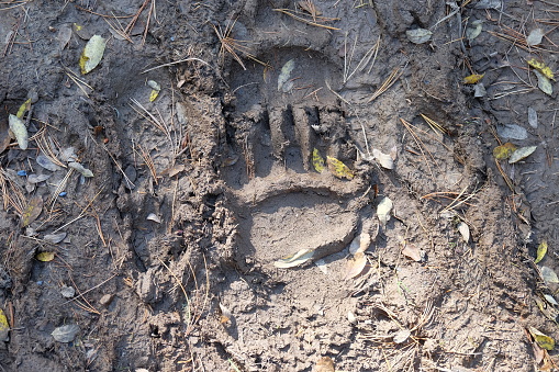 Bear footprint at the dirty land. The trace of bear. Wild nature.