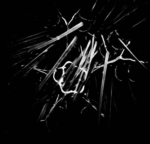 Abstract Black White Close Up Sea Urchin Design and Spines
