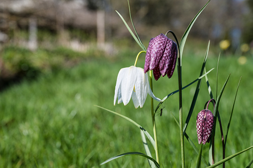 The Fritillaria Meleagris  is a nodding bell shapped wild flower also known as the Snake Head, Checkered Daffodil, Chess Flower, Frog-cup, Leper lily and Guinea-hen Flower