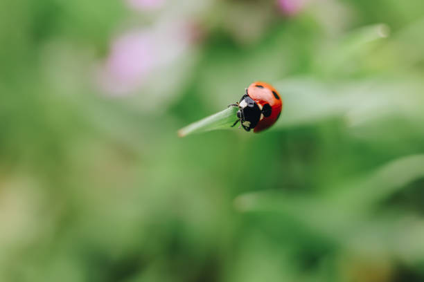 istock Nature background with grass and ladybug insect 1313910096
