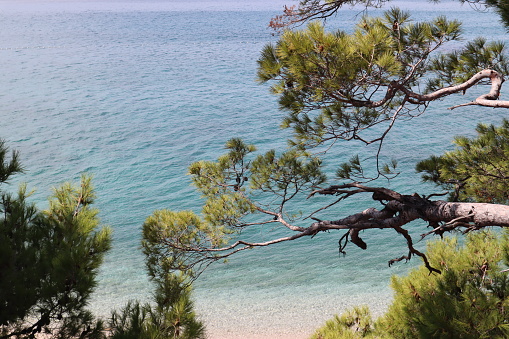 Picturesque needles on a pine branch against the background of azure sea water on a sunny day