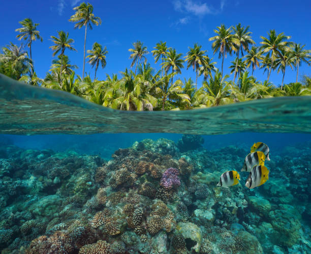 istock Coral reef coconut palm trees over under water 1313911824