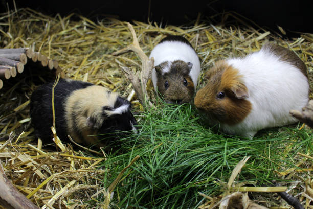 istock Three guinea pigs feeding grass in a natural habitat 1313911872