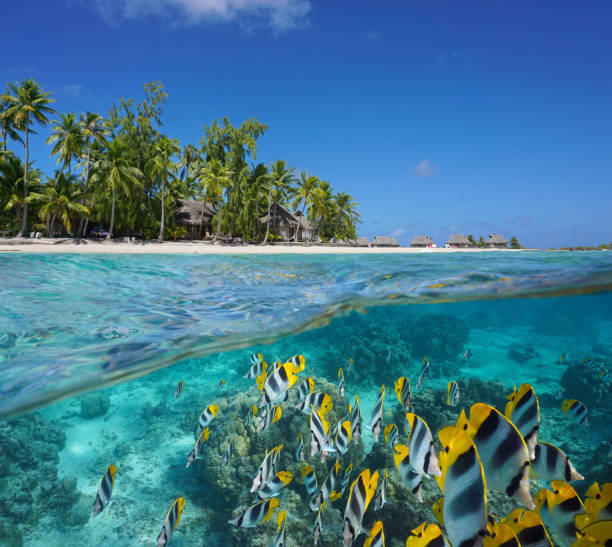 istock Fish underwater and tropical island with a resort 1313912103