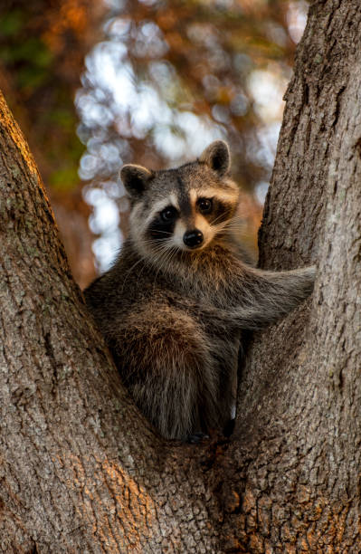 Raccoon 2 A raccoon in early morning light is sitting in the crotch of a tree looking toward the camera. robertmichaud stock pictures, royalty-free photos & images