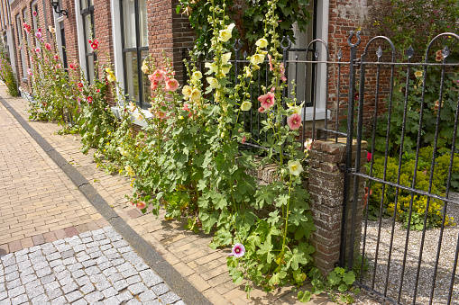 Many blooming pink and yellow hollyhock plants in a street in The Netherlands during the summer. Home gardening concept.