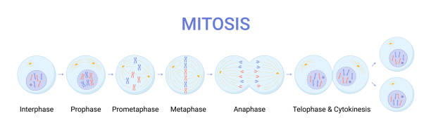 wektorowa ilustracja faz mitozy. podział komórek - mitoma stock illustrations