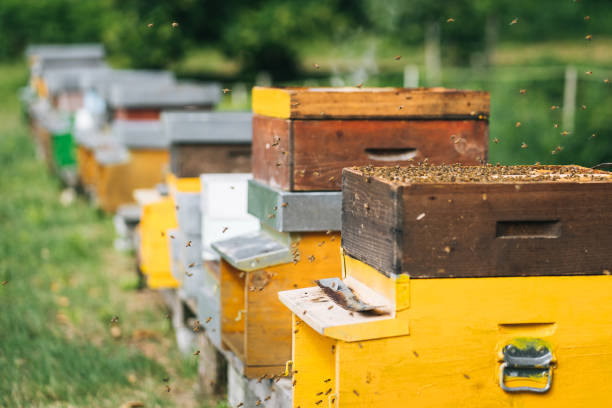 istock Honey beehive colony in a lush meadow 1313917754