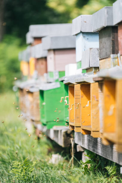 istock Honey beehive colony in a lush meadow 1313917769