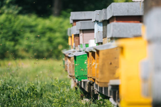 istock Honey beehive colony in a lush meadow 1313917779