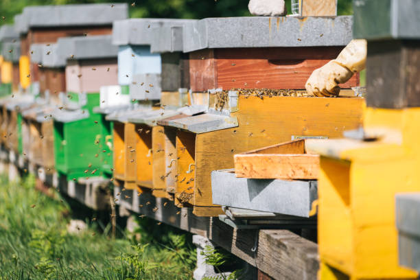 istock Honey beehive colony in a lush meadow 1313917786