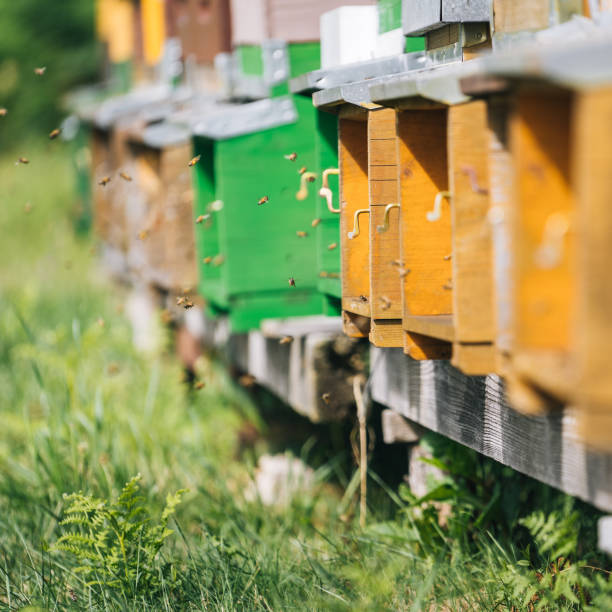 istock Honey beehive colony in a lush meadow 1313917867