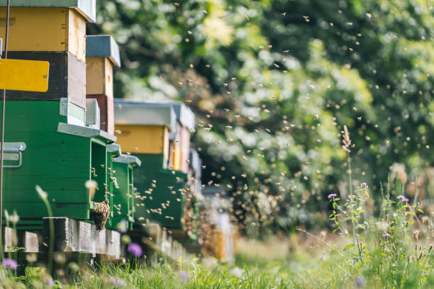 istock Honey beehive colony in a lush meadow 1313917890