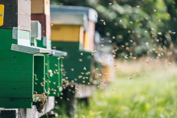 istock Honey beehive colony in a lush meadow 1313917901