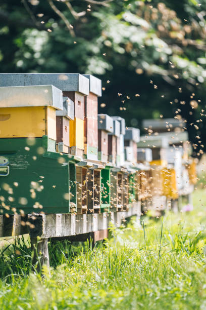 istock Honey beehive colony in a lush meadow 1313917915