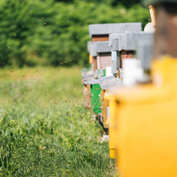istock Honey beehive colony in a lush meadow 1313917916