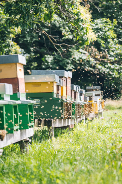 istock Honey beehive colony in a lush meadow 1313918450
