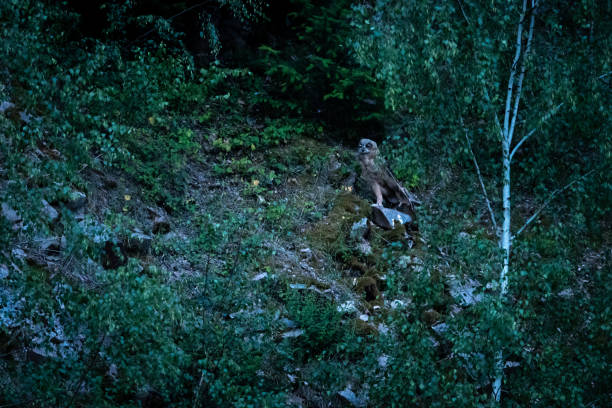 istock Horned Owl at twilight on forested slope 1313919299