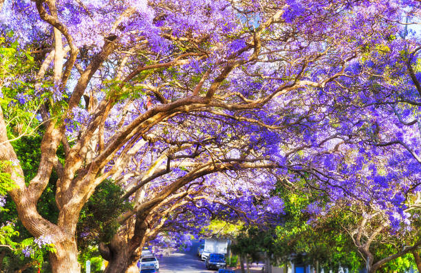 istock Jacaranda Kir Tunnel above 1313919735